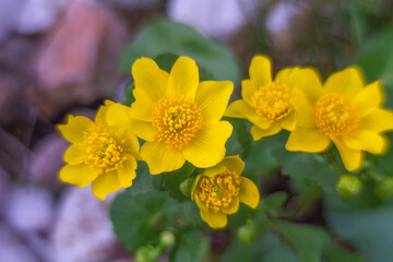 Spring flowers in macro photos.