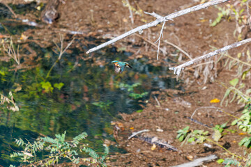 餌を捕らえるために池に飛び込む可愛いカワセミ（カワセミ科）
英名学名：Kingfisher (Alcedo atthis) 
紅葉に彩られた美しい宮ヶ瀬湖。

神奈川県清川村、早戸川林道-2025年
