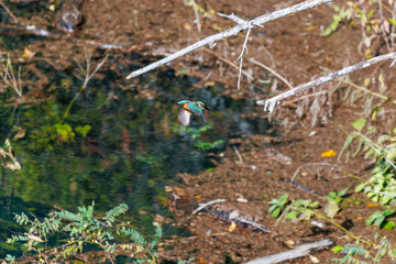 餌を捕らえるために池に飛び込む可愛いカワセミ（カワセミ科）
英名学名：Kingfisher (Alcedo atthis) 
紅葉に彩られた美しい宮ヶ瀬湖。

神奈川県清川村、早戸川林道-2025年

