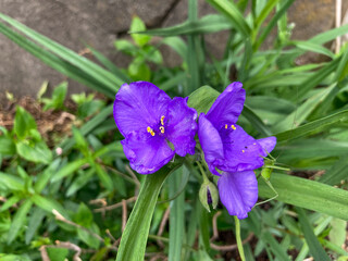 Beautiful purple flowers blooming in the fall.