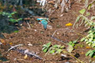 餌を捕らえるために池に飛び込む可愛いカワセミ（カワセミ科）
英名学名：Kingfisher (Alcedo atthis) 
紅葉に彩られた美しい宮ヶ瀬湖。

神奈川県清川村、早戸川林道-2025年
