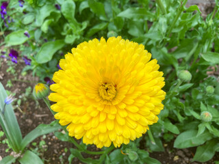 Beautiful yellow flowers blooming in the Spring.
