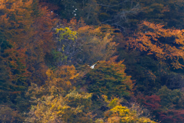 飛翔する美しいミサゴ（タカ科）
英名学名：osprey (Pandion haliaetus)
紅葉に彩られた美しい宮ヶ瀬湖。

神奈川県清川村、早戸川林道-2025年
