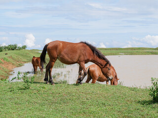 Obraz premium wild horses drinking water in the lake