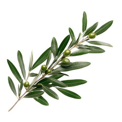 Rosemary sprig close up image for culinary use