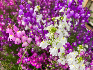Fototapeta premium Beautiful purple flowers blooming in the fall.