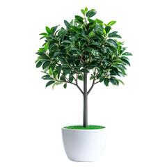 Obraz premium Small potted decorative plant
