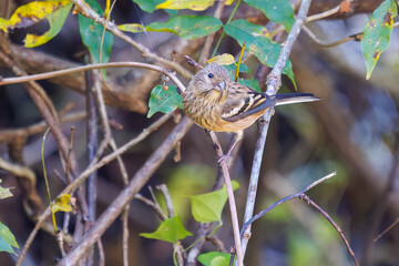 食事中の可愛いベニマシコ（アトリ科）
英名学名：Long-tailed Rosefinch (Uragus sibiricus)
神奈川県清川村、早戸川林道-2025年
