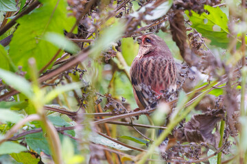 食事中の可愛いベニマシコ（アトリ科）
英名学名：Long-tailed Rosefinch (Uragus sibiricus)
神奈川県清川村、早戸川林道-2025年
