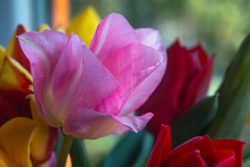 Spring flowers in macro photos.