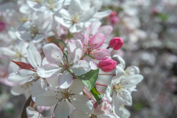Spring flowers in macro photos.