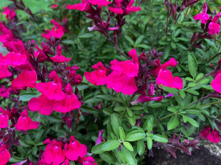 Beautiful Red Pink flowers blooming in the Spring.