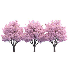 Fototapeta premium Three light pink flower clusters against dark background