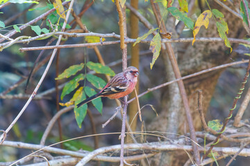 食事中の可愛いベニマシコ（アトリ科）
英名学名：Long-tailed Rosefinch (Uragus sibiricus)
神奈川県清川村、早戸川林道-2025年
