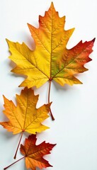 Fototapeta premium Large oak leaves spread out on a white surface, simplicity, isolation