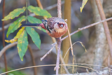 食事中の可愛いベニマシコ（アトリ科）
英名学名：Long-tailed Rosefinch (Uragus sibiricus)
神奈川県清川村、早戸川林道-2025年

