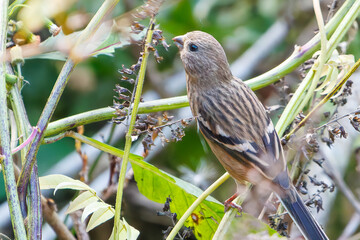 食事中の可愛いベニマシコ（アトリ科）
英名学名：Long-tailed Rosefinch (Uragus sibiricus)
神奈川県清川村、早戸川林道-2025年
