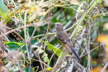 食事中の可愛いベニマシコ（アトリ科）
英名学名：Long-tailed Rosefinch (Uragus sibiricus)
神奈川県清川村、早戸川林道-2025年
