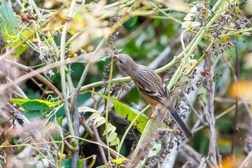 食事中の可愛いベニマシコ（アトリ科）
英名学名：Long-tailed Rosefinch (Uragus sibiricus)
神奈川県清川村、早戸川林道-2025年
