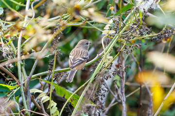 食事中の可愛いベニマシコ（アトリ科）
英名学名：Long-tailed Rosefinch (Uragus sibiricus)
神奈川県清川村、早戸川林道-2025年
