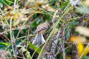 Obraz premium 食事中の可愛いベニマシコ（アトリ科） 英名学名：Long-tailed Rosefinch (Uragus sibiricus) 神奈川県清川村、早戸川林道-2025年 