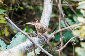 食事中の可愛いベニマシコ（アトリ科）
英名学名：Long-tailed Rosefinch (Uragus sibiricus)
神奈川県清川村、早戸川林道-2025年

