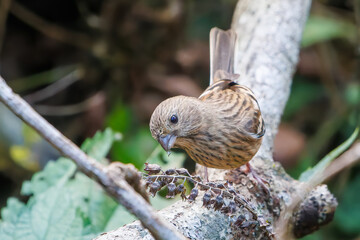 食事中の可愛いベニマシコ（アトリ科）
英名学名：Long-tailed Rosefinch (Uragus sibiricus)
神奈川県清川村、早戸川林道-2025年
