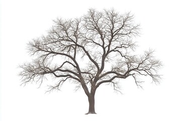 Leafless tree with intricate branches silhouetted against a white background
