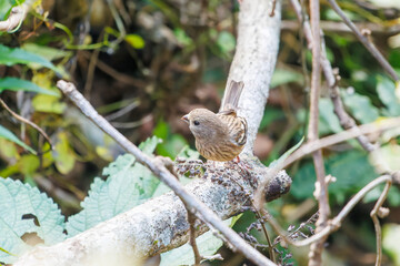 食事中の可愛いベニマシコ（アトリ科）
英名学名：Long-tailed Rosefinch (Uragus sibiricus)
神奈川県清川村、早戸川林道-2025年
