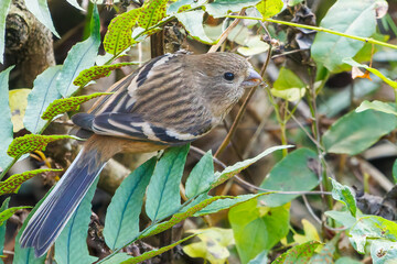 食事中の可愛いベニマシコ（アトリ科）
英名学名：Long-tailed Rosefinch (Uragus sibiricus)
神奈川県清川村、早戸川林道-2025年
