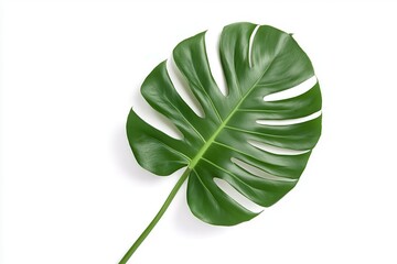 Lush green Monstera leaf isolated on white background, showcasing its unique split design