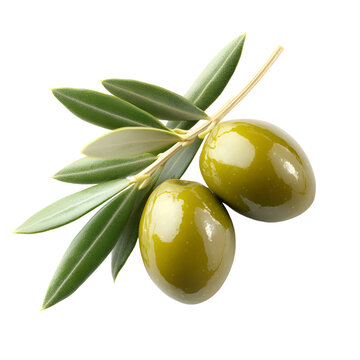 Fresh green olives on branch