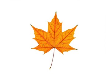 Isolated single orange maple leaf with visible veins on a white background