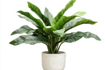 Lush green plant in a modern pot, showcasing vibrant leaves against a white background