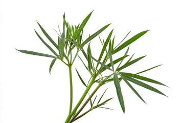 Fototapeta premium Lush green plant with slender leaves on a white background, ideal for nature-themed designs