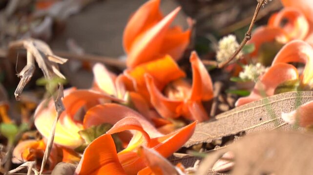 Butea monosperma flowers. It is a  species of&nbsp;Butea&nbsp;native. It is used for timber, resin, fodder, medicine, and dye. Its other names flame of the forest,&nbsp;and&nbsp;bastard teak. Orange Palas flower.
