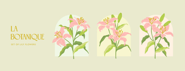 A set of botanical elegant lily flower illustrations