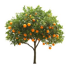 Fruit tree image for design use
