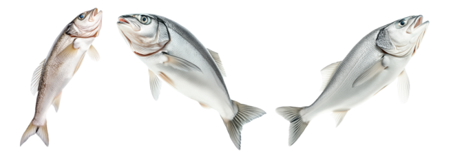 Set of Haddock fish isolated on white transparent background, concept of marine life.