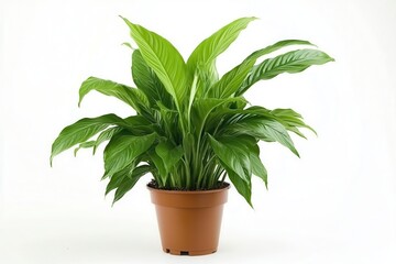 Lush green potted plant with vibrant leaves against a clean white background