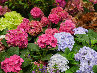 Obraz premium Blossoming hydrangea or hortensia flowers with gentle franrance and fragile fresh pink and violet petals