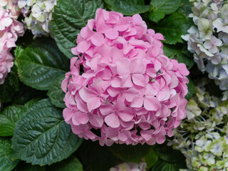 Blossoming hydrangea or hortensia flowers with gentle franrance and fragile fresh pink and violet petals