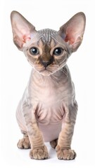 Hairless Sphynx cat with large ears and wrinkled skin sitting against a white background.