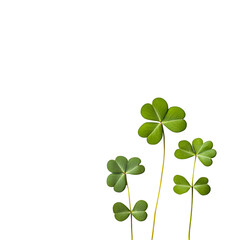 Abstract dark green plants background