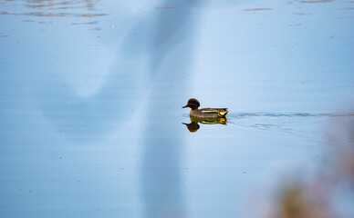 池を進むコガモくん