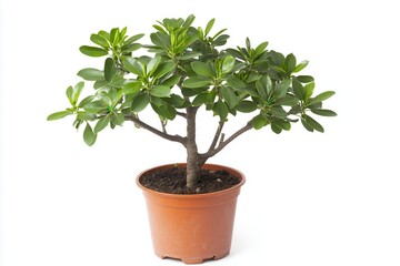 Obraz premium Potted succulent plant with lush green leaves, isolated on white background, ideal for decor