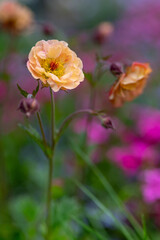 Geum Mai Tai. Stunning apricot toned frilly geum mai tai flowers.