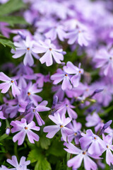 Lilac blooming creeping phlox in a rockery garden setting. Purple phlox carpet close up.