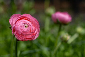 Ranunculus. Beautiful pink ranunculus or buttercup flowers.
