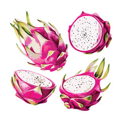 vector dragon fruit isolated on white background